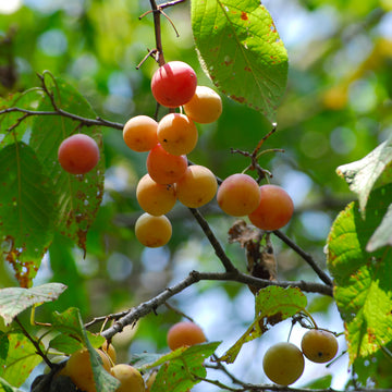 Image of mexican plum fruit on a tree.